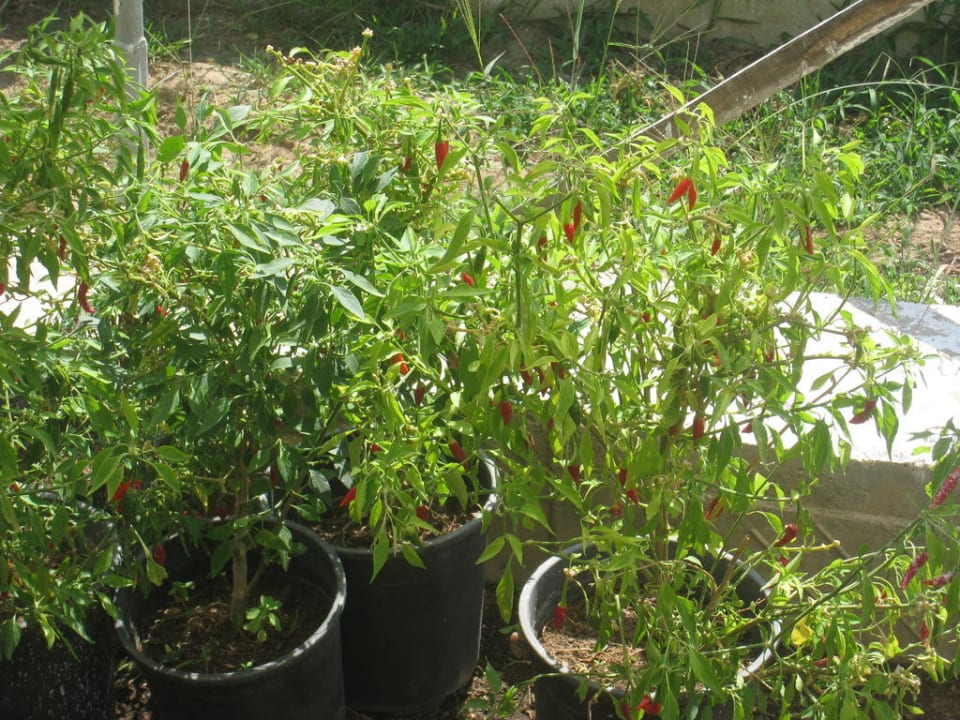 Chilli das im Hauseigenen Gewächshaus wächst Monachus Family Resort Sorgun