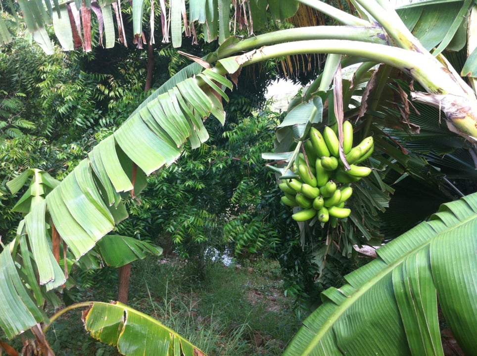 Direkt vom Baum auf den Tisch! Don Genaro Apartments