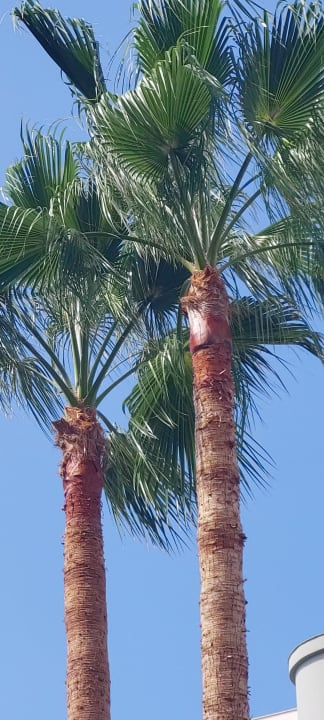 Außenansicht Side Mare Resort & Spa