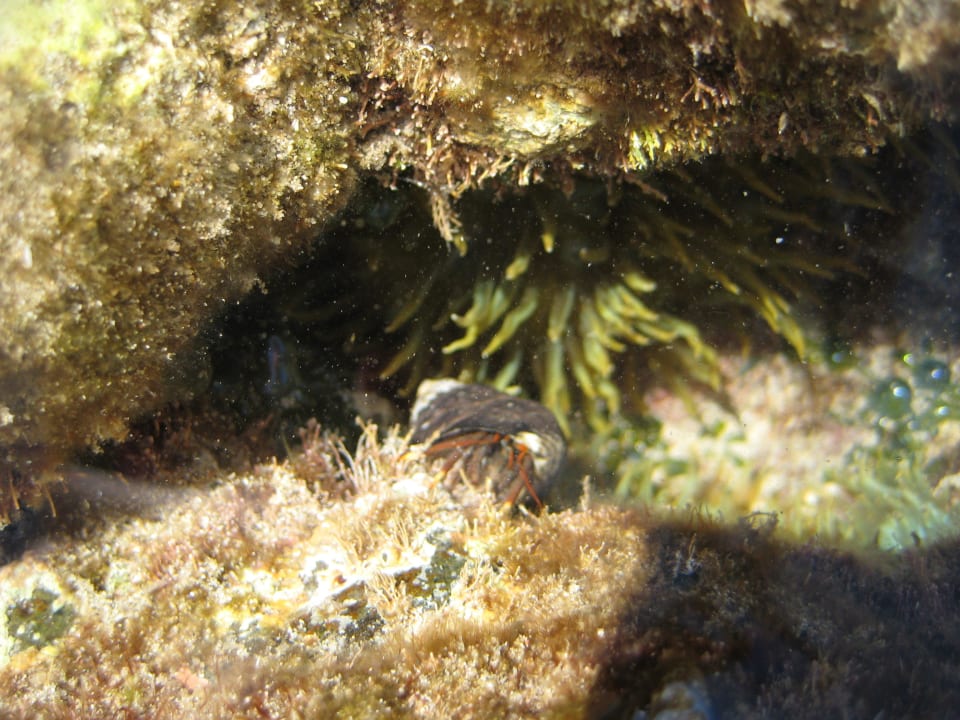 Anemone oder so etwas Ähnliches SBH Costa Calma Beach Resort