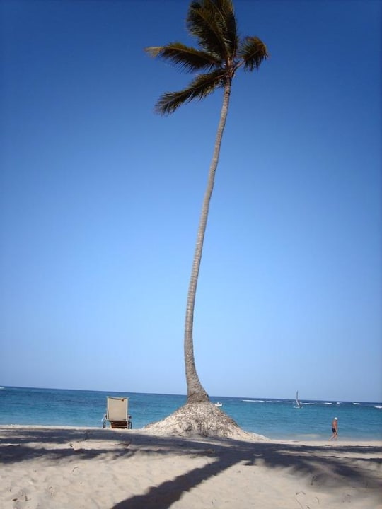 Eine der Palmen  JOIA Bávaro by Iberostar