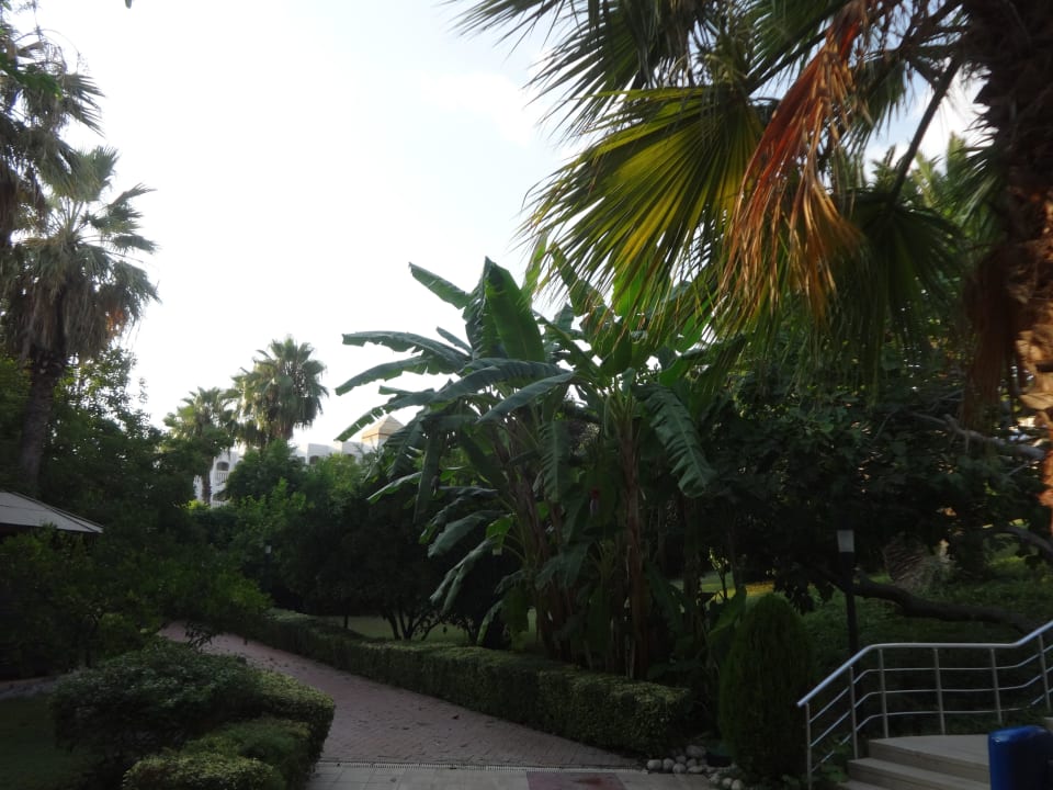 Garten Side Star Elegance