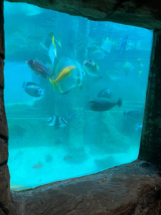 Pool Center Parcs De Kempervennen