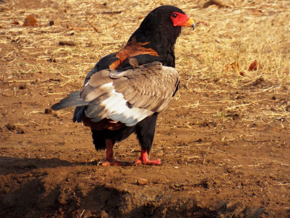 Gaukler am Wasserloch im Camp Punda Maria Rest Camp