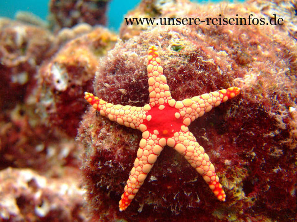 seestern 2 Fihalhohi Maldives
