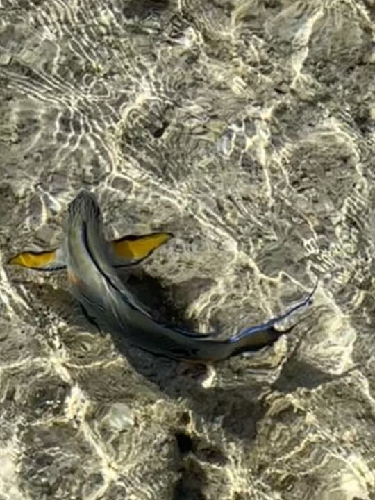 Strand Malikia Resort Abu Dabbab