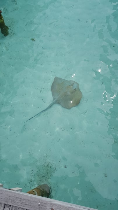 Zimmer Meeru Maldives Resort Island