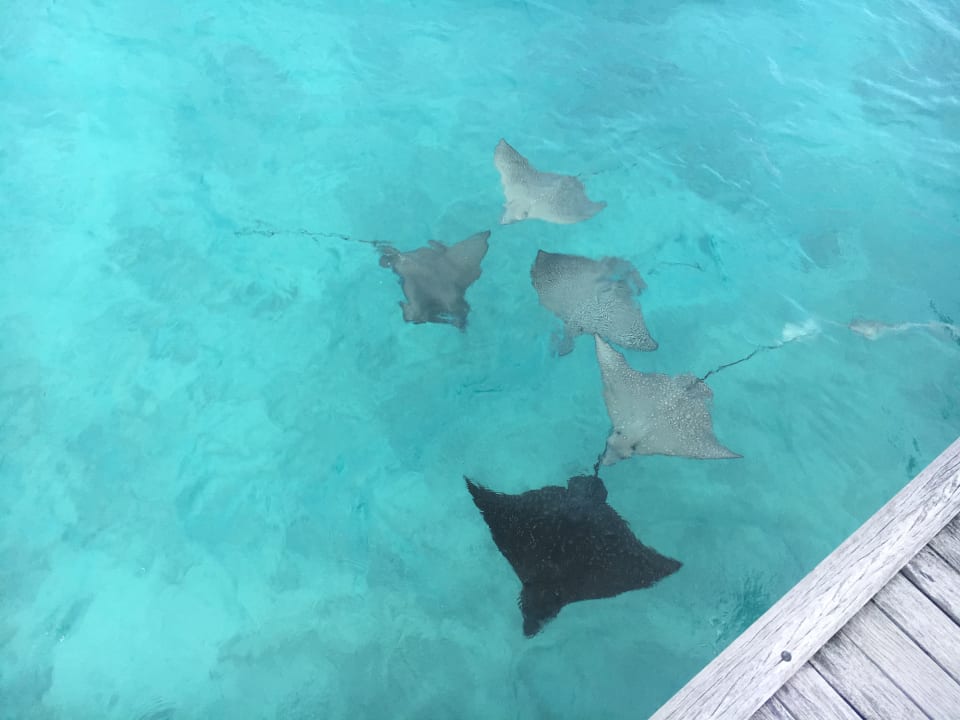 Gastro Conrad Maldives Rangali Island