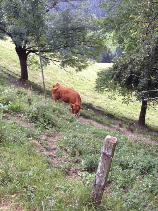 Bienenalm LUXGUT - OLIVIA