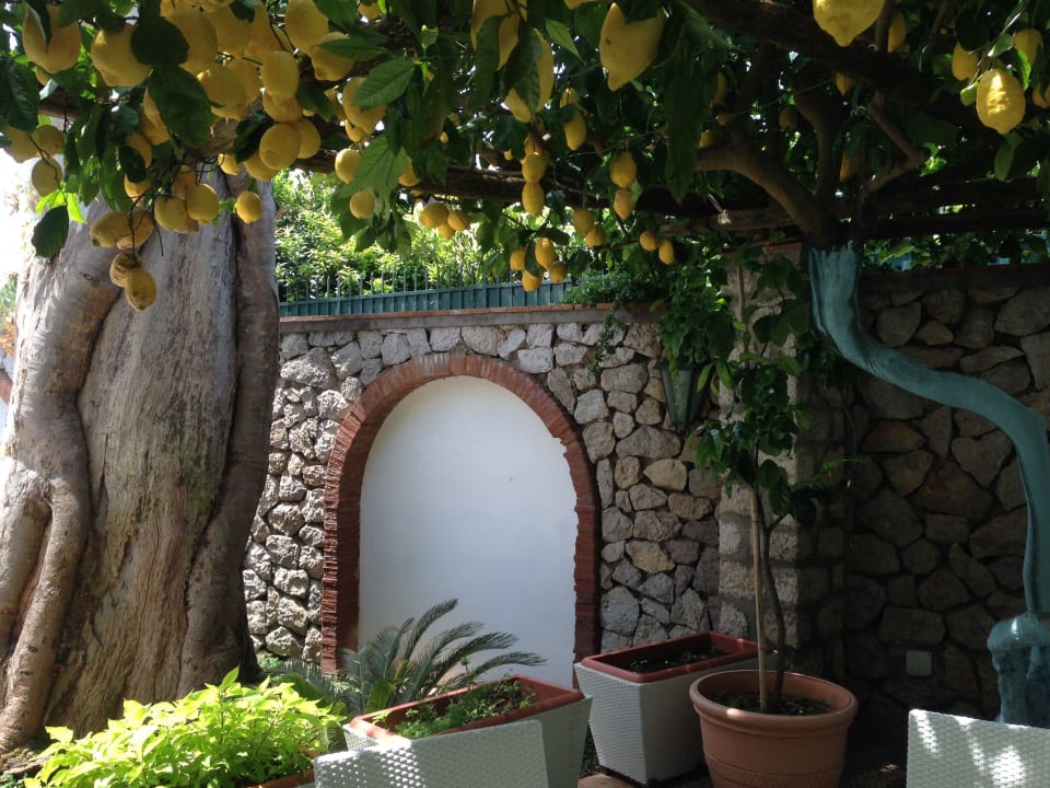 Zitronengarten Hotel Syrene