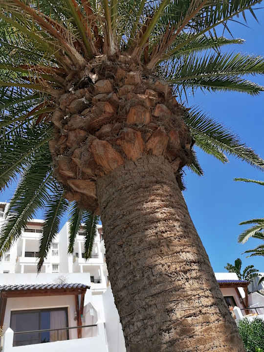 Gartenanlage Marina Playa Suite Hotel