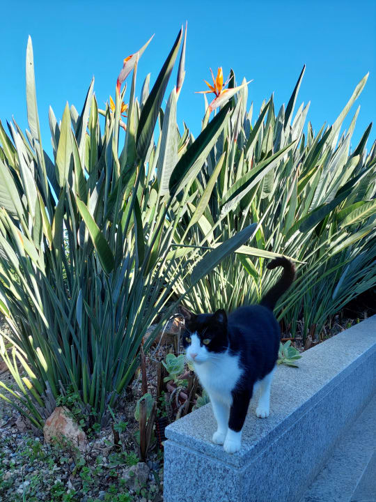 Gartenanlage Hotel Aphrodite Beach