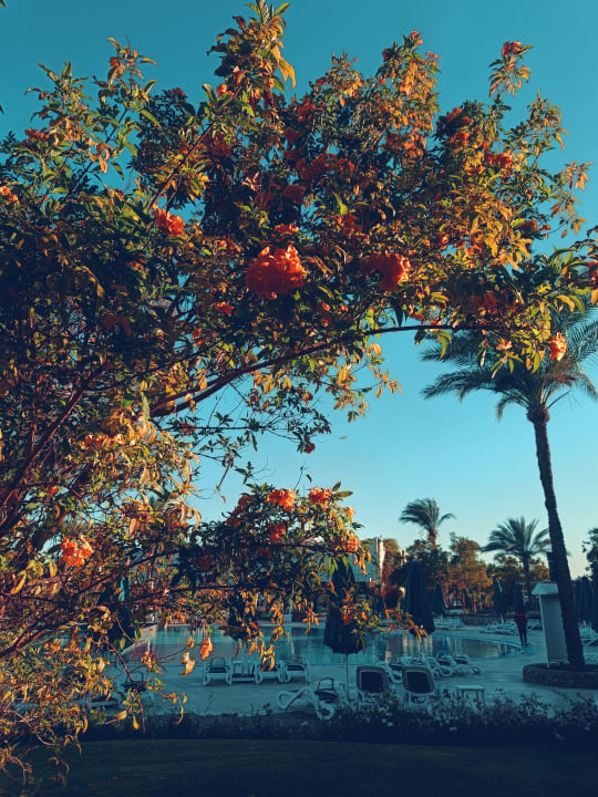 Gartenanlage Desert Rose