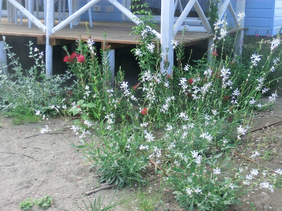 Überall blühts zw. den Mobilhomes Etruria Camping Marina Di Castagneto Carducci