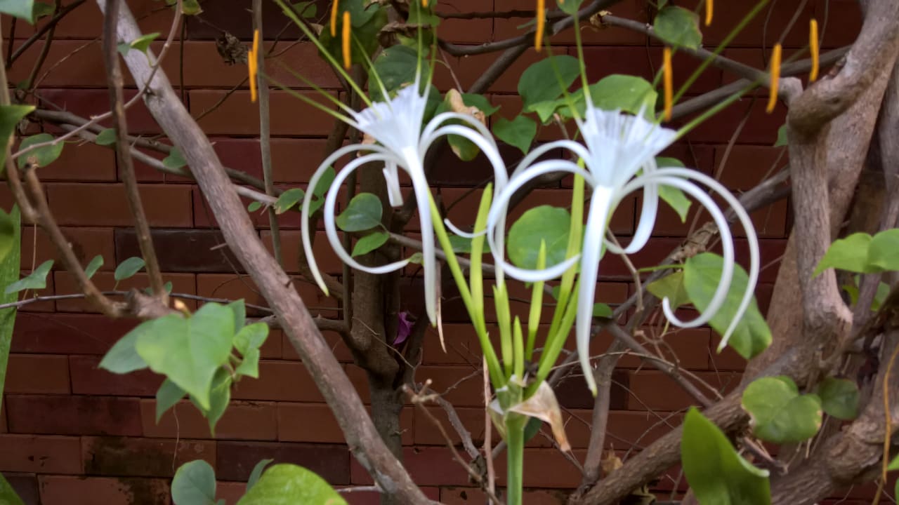 Außenansicht The Royal Purnama Luxury Villas - Adults Only