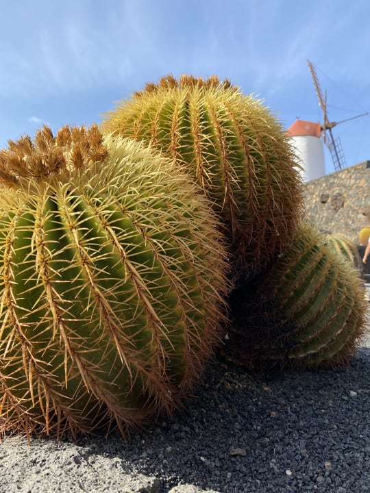 Gartenanlage Sentido Aequora Lanzarote Suite