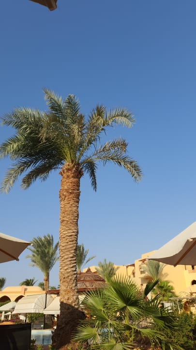 Gartenanlage Steigenberger Coraya Beach - Adults only