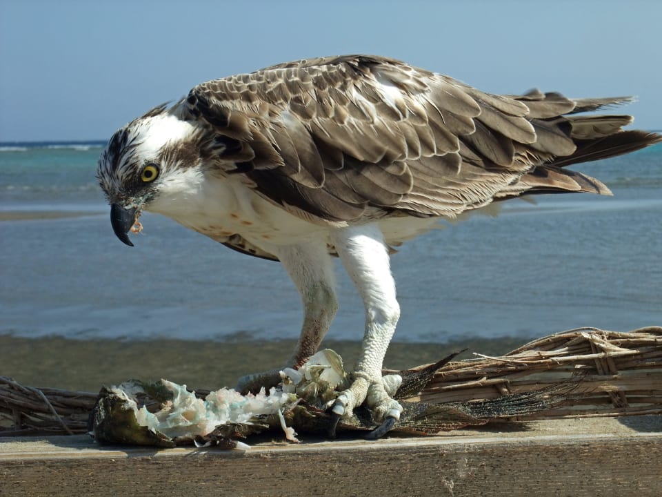 Seeadler's Frühstück Lahami Bay Beach Resort