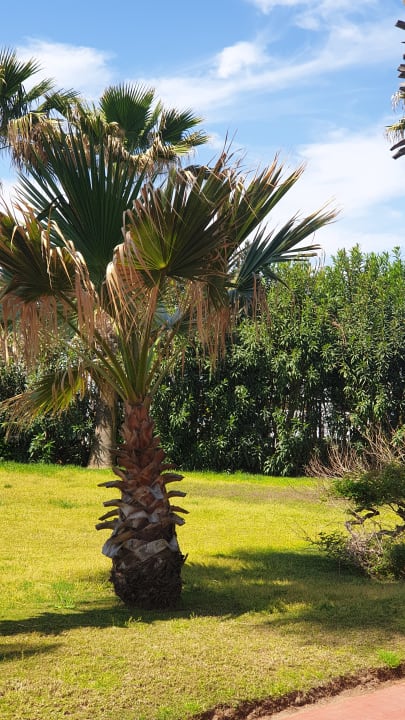 Gartenanlage Saturn Palace Resort Hotel