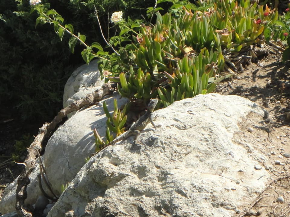 Einer von vielen Salamander PALOMA Perissia