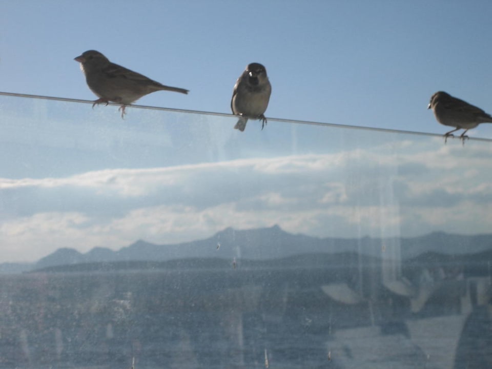 Viele Vögel Bodrum Holiday Resort & Spa