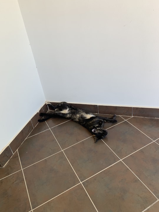 Sonstiges Iberotel Casa Del Mar Resort