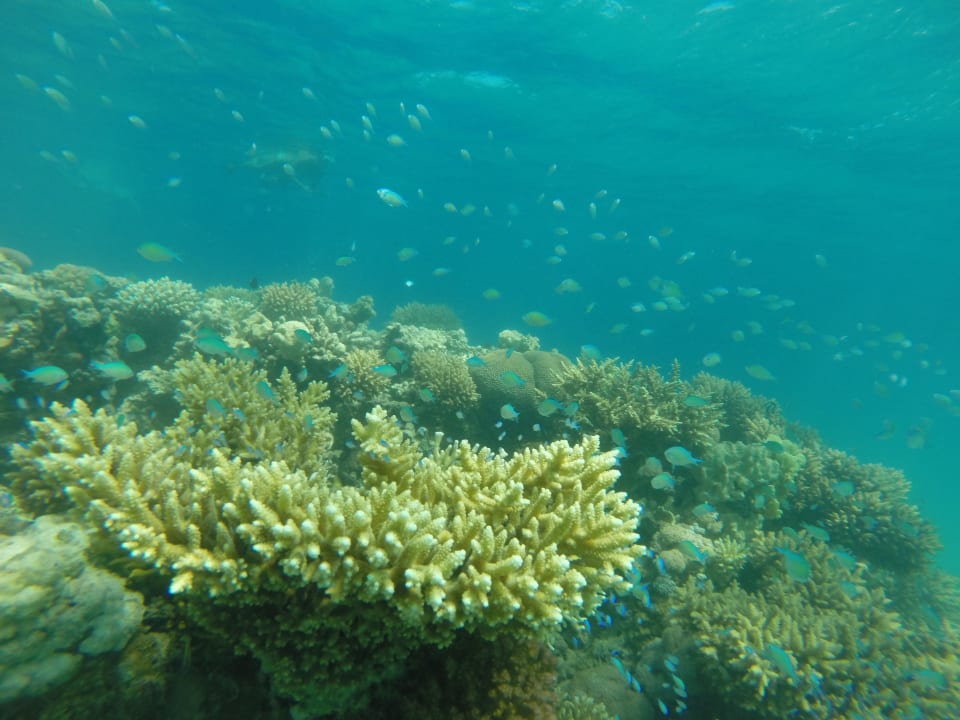 Tolles Hausriff Cleopatra Luxury Resort Makadi Bay