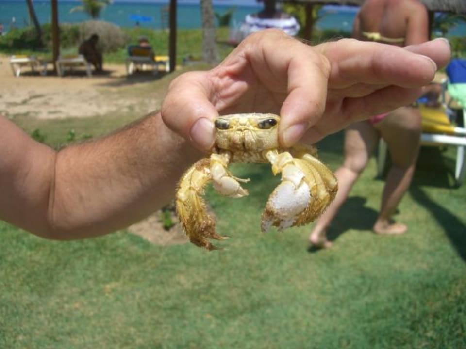 Besucher Iberostar Waves Bahia