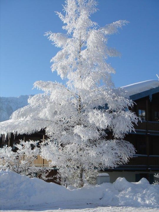 Baum am Bayerischen Hof Das Bergmayr - Chiemgauer Alpenhotel