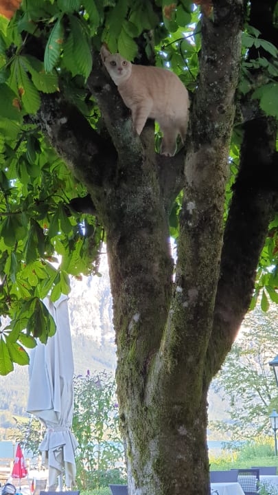 Gartenanlage Hotel Stadler am Attersee