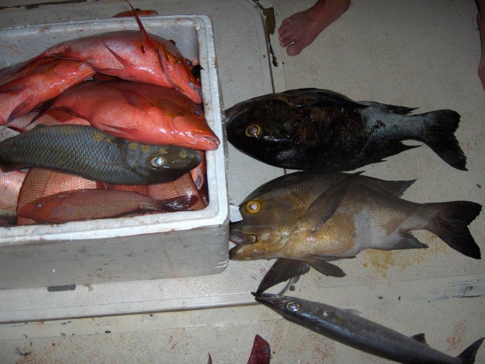 Mega-Ausbeute beim Nachtfischen Summer Island Maldives