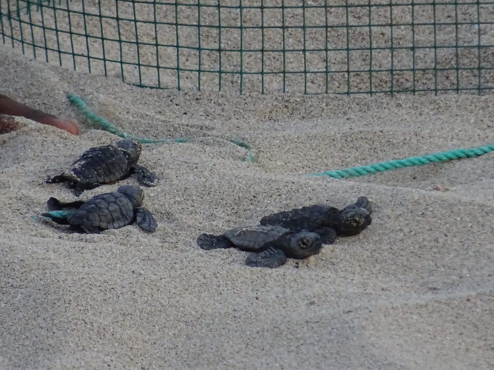 Sport & Freizeit Meliá Laguna Beach