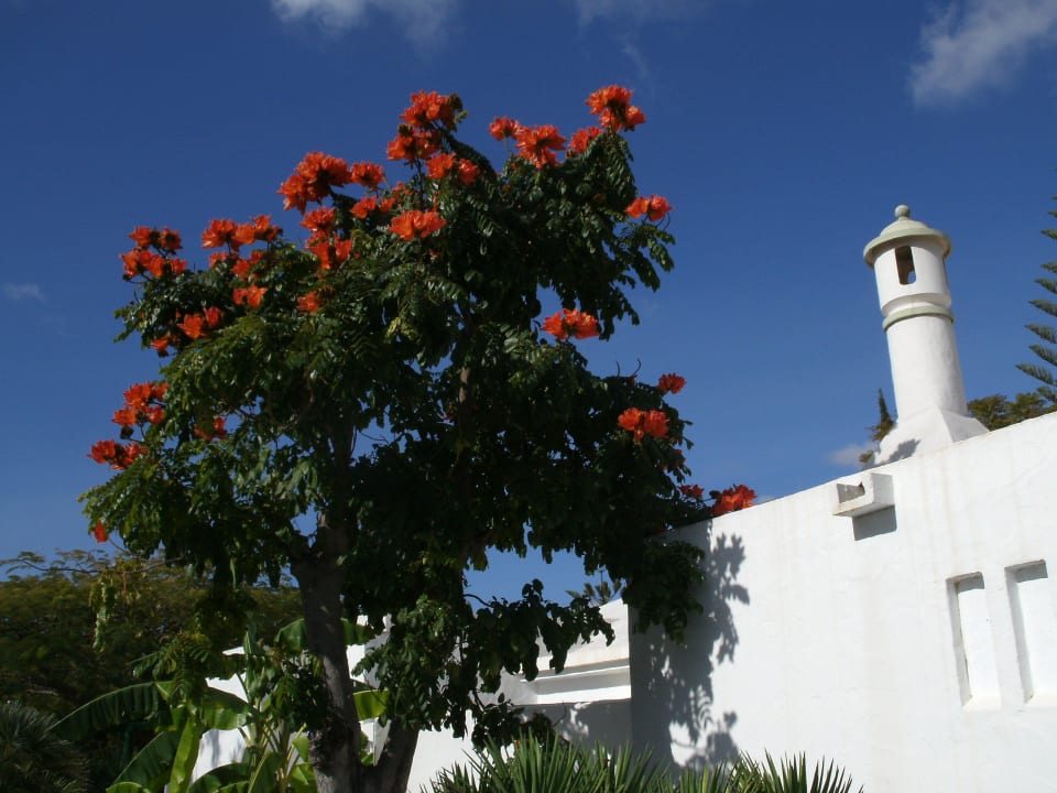 Der "Feuerbaum" vor dem blazuen Himmel Bungalows Cordial Sandy Golf