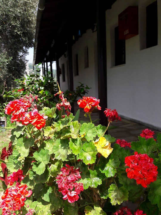 Top floor front side garden Hostel Katerina