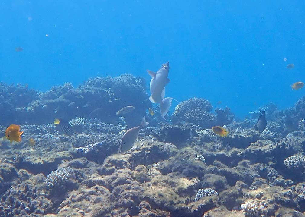 Sport & Freizeit Cleopatra Luxury Beach Resort Makadi Bay - Adults only