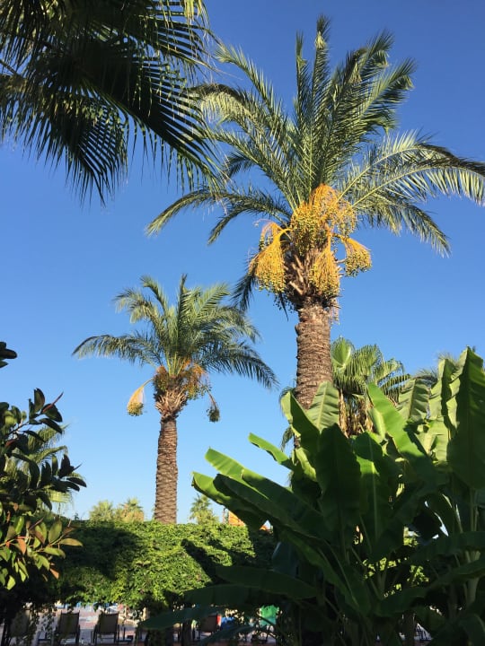 Gepflegte Grünanlage Hotel Turan Prince