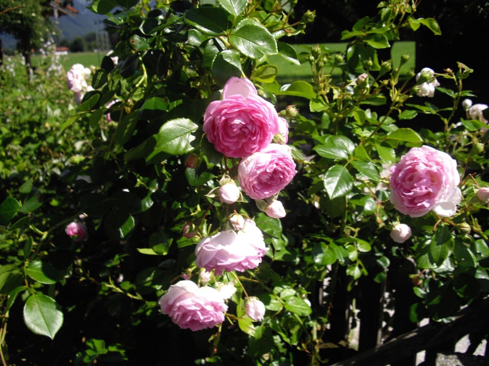 Der Blumengarten Zaissererhof