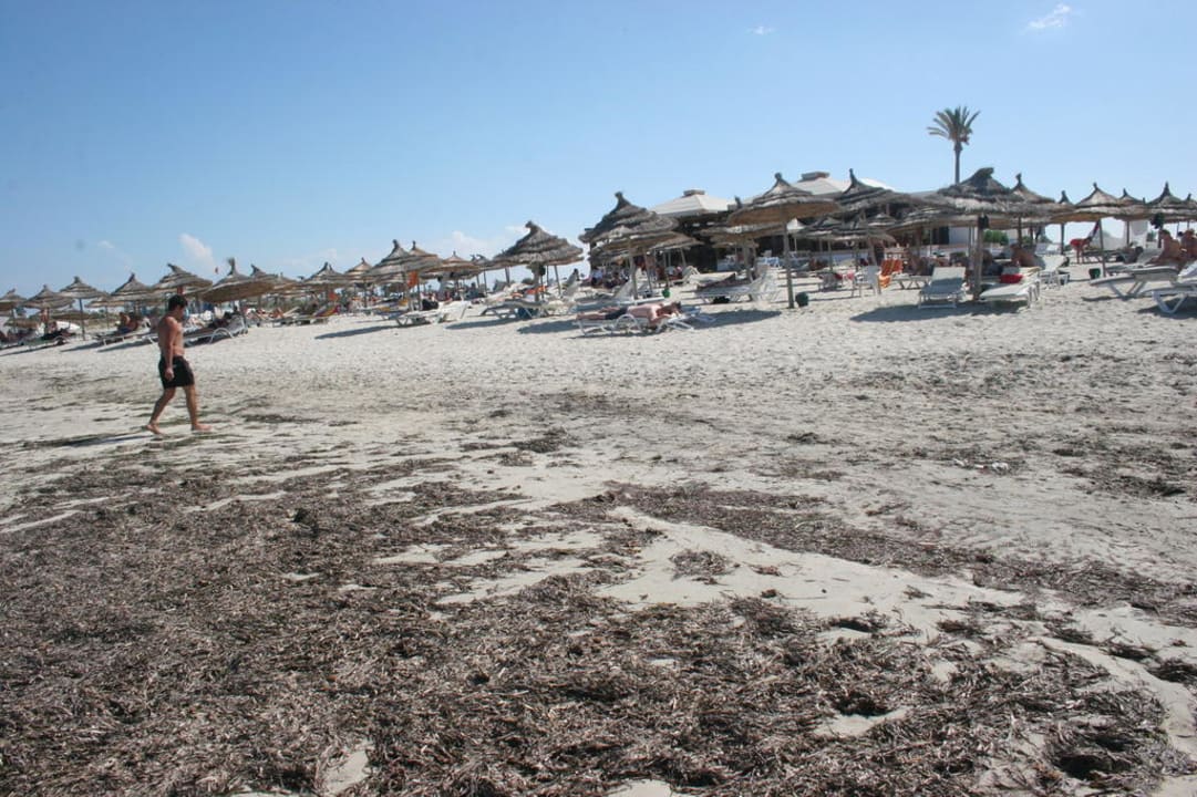 Stinkendes Seegras Djerba Plaza Thalasso & Spa