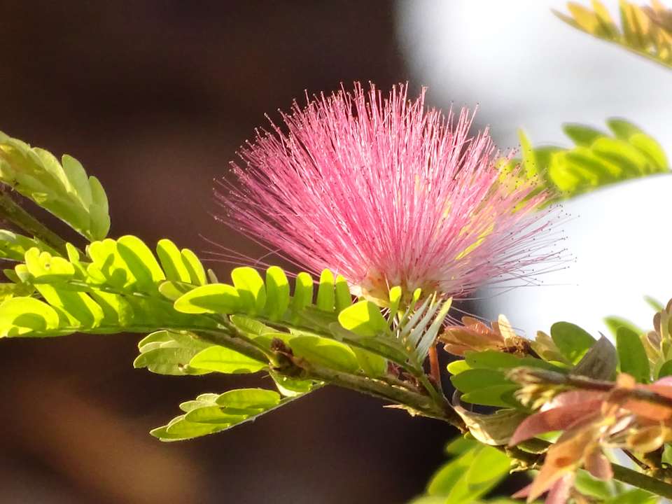 Gartenanlage Sofitel Winter Palace Luxor & Pavillon Winter Luxor