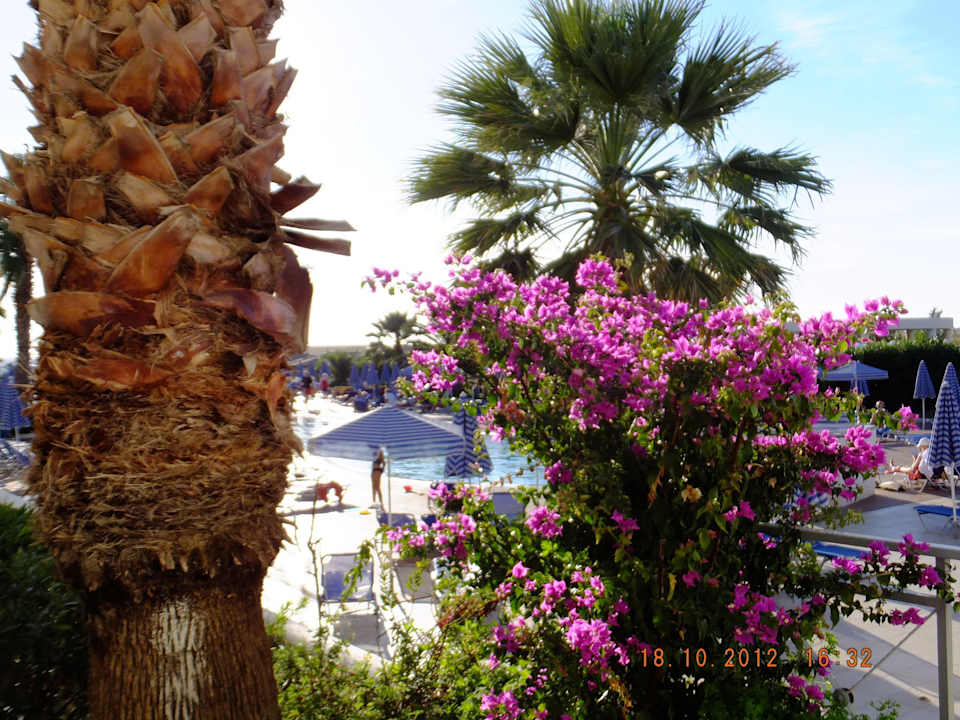 Am Pool Sandy Beach Resort