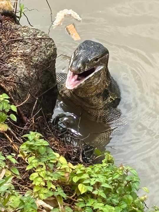 Gartenanlage Khaolak Laguna Resort