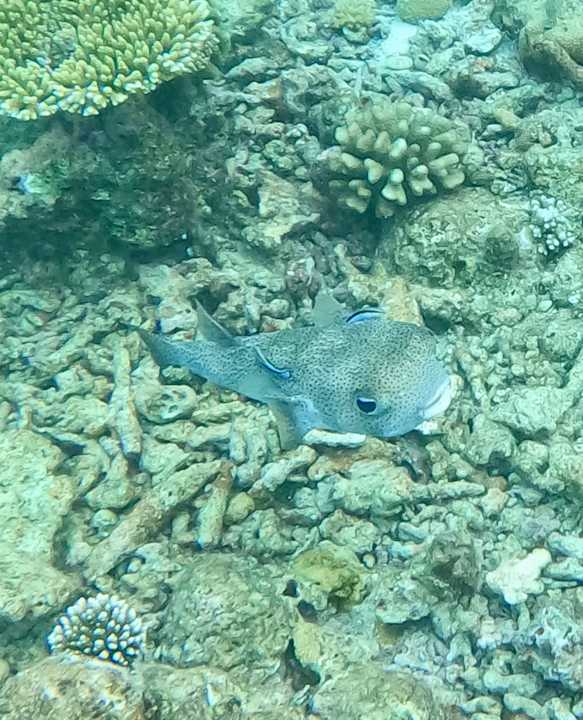 Sonstiges Thulhagiri Island Resort