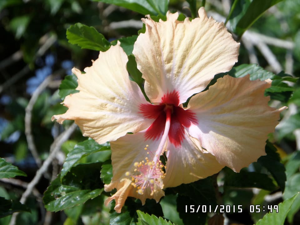Wunderschöne Blumen Earl’s Reef Beruwala
