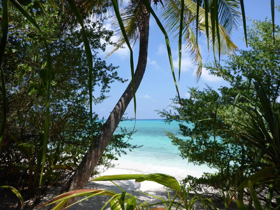 Kurz vor der Sandbank - Lagunenseite Kuramathi Maldives