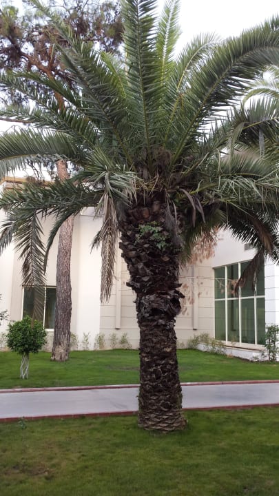 Blick von der Lobby Sherwood Exclusive Kemer