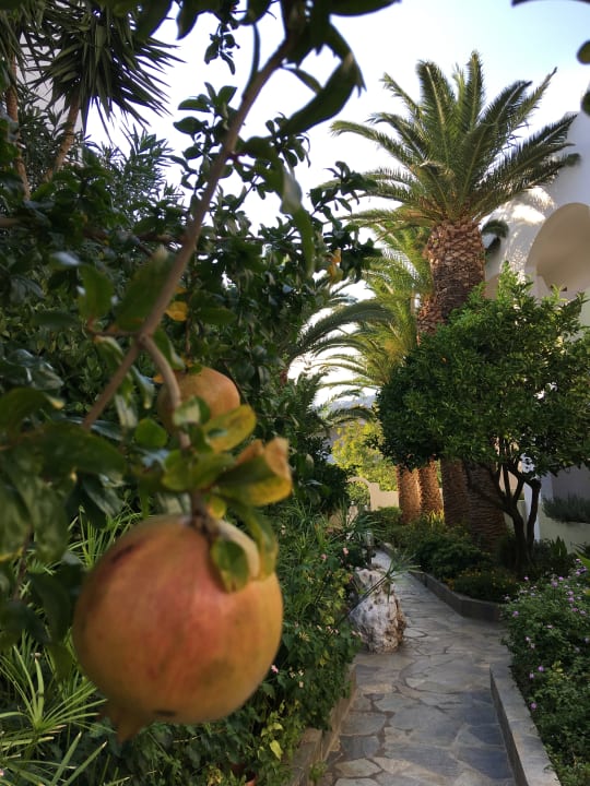 Gartenanlage Alianthos Garden Hotel