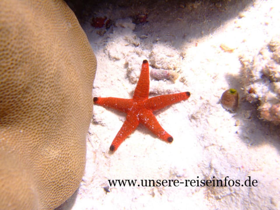 Seestern Fihalhohi Maldives
