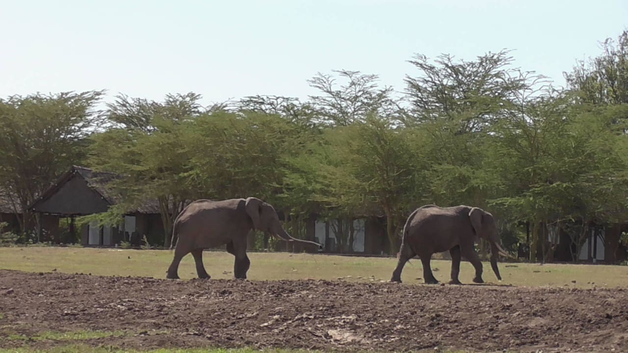 Elefanten auf dem Weg zum Wasserloch Sweetwaters Serena Camp