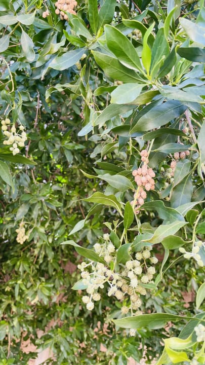 Gartenanlage Three Corners Sea Beach Resort