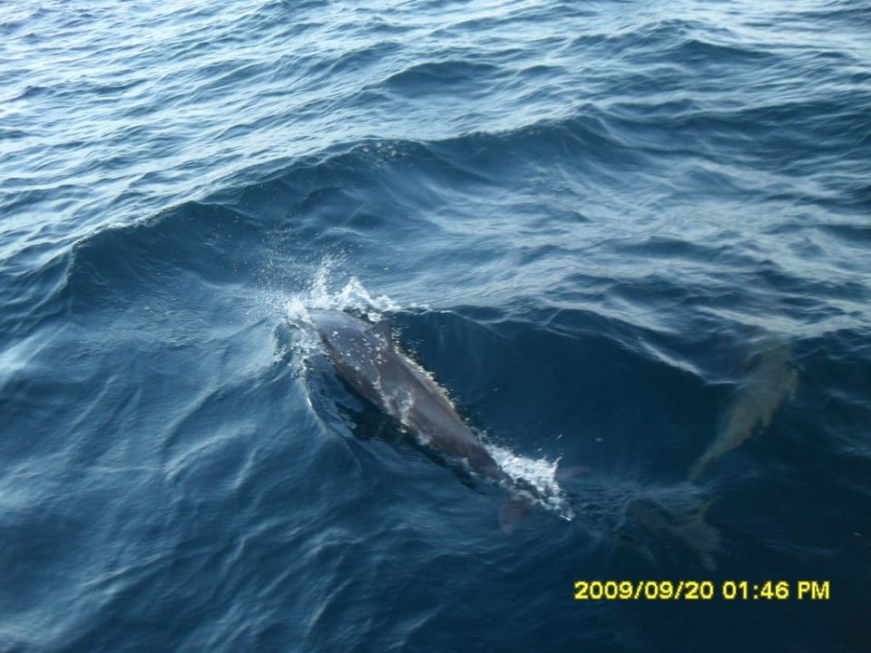 Ausflug Delfinsafari Sun Siyam Olhuveli